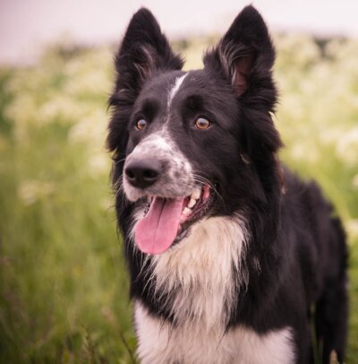 adorable-animal-blur-533118-400x406